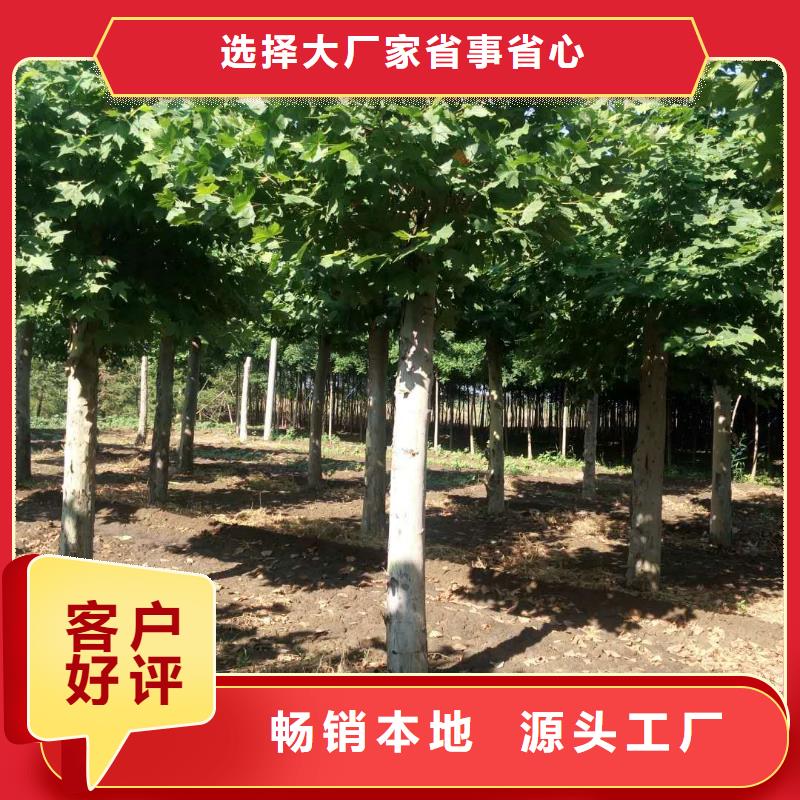 法桐實體生產廠家
