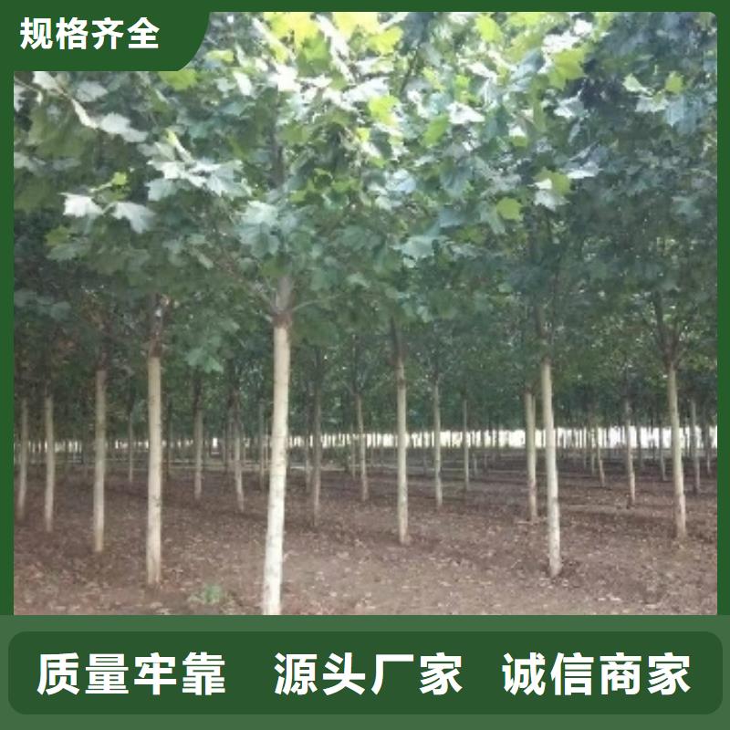 法桐-誠信經營