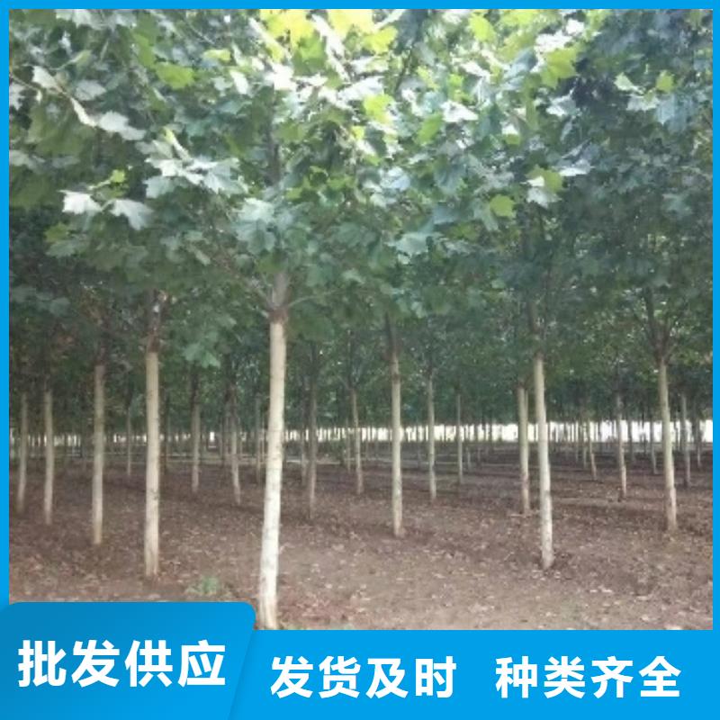 2025性價比高的#法桐廠家#服務好