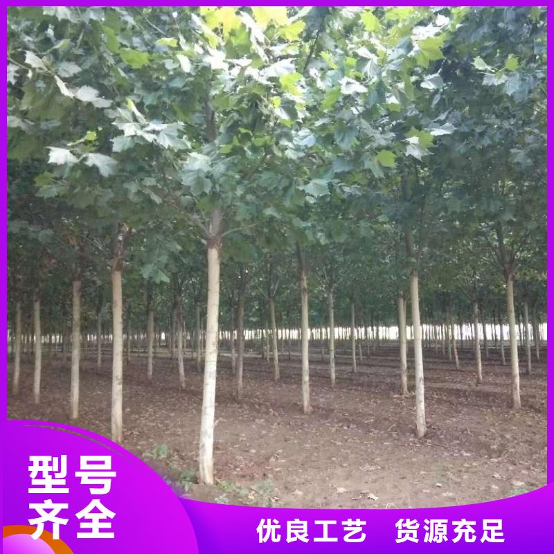 歡迎訪問##法桐##廠家