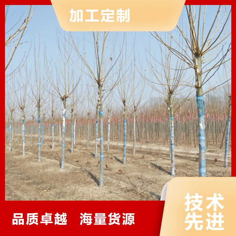 法桐現貨熱銷