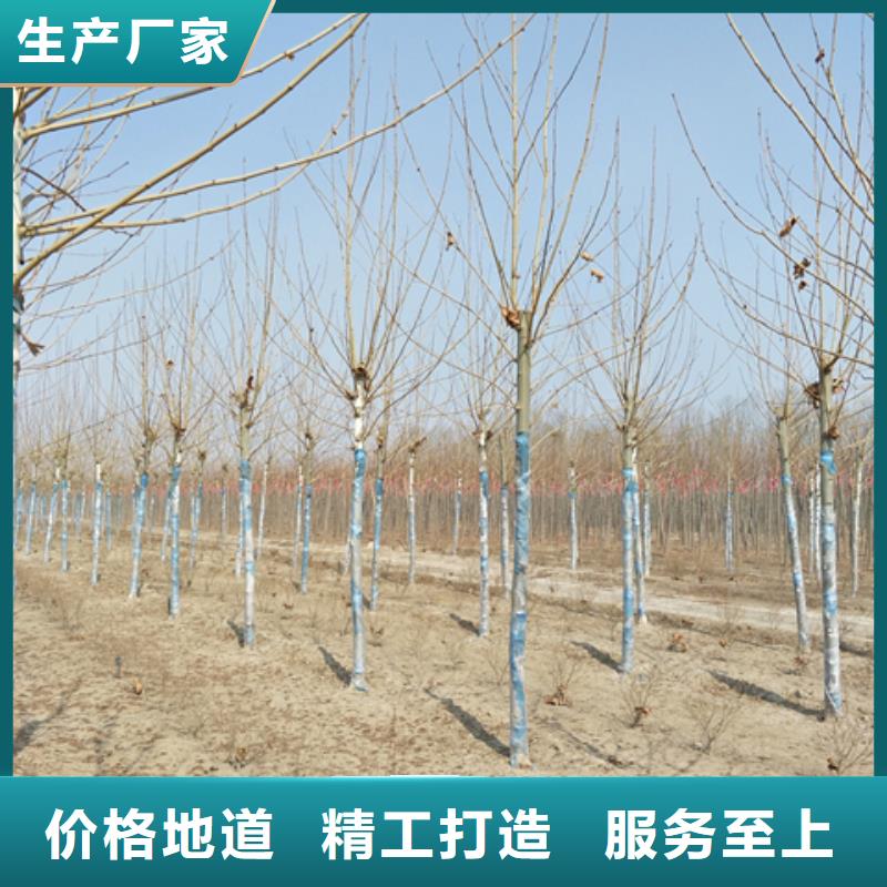 法桐-法桐供應