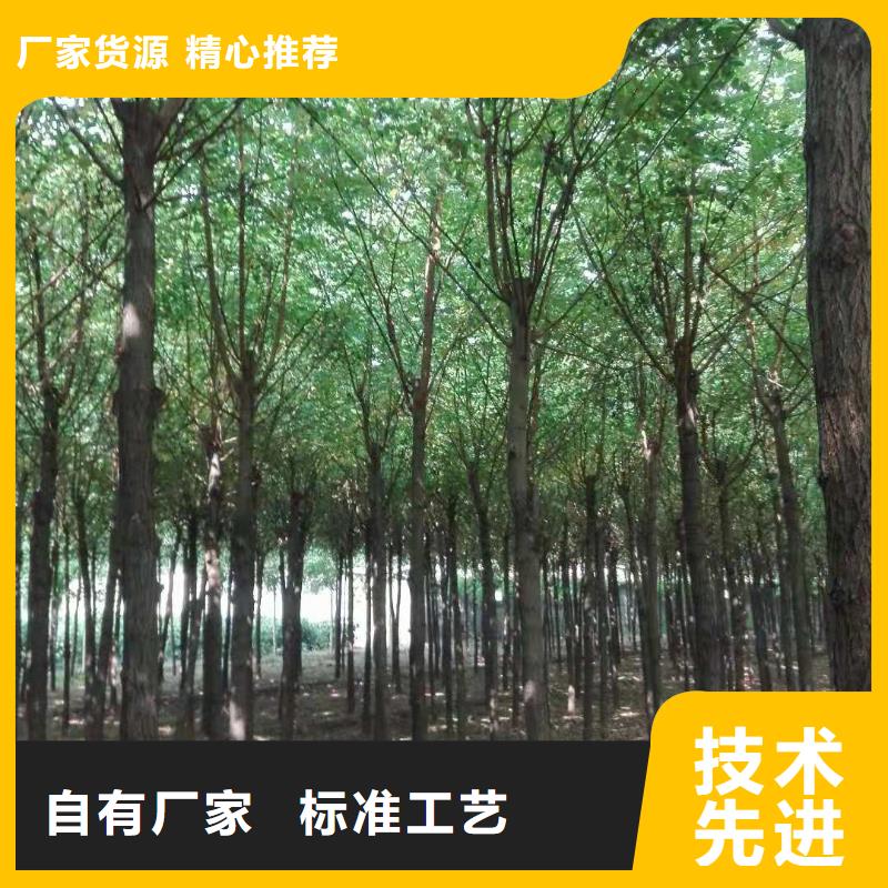 柿樹公司-價格