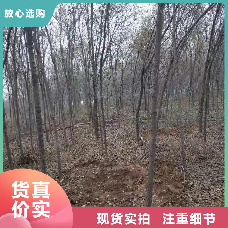 柿樹品牌供應(yīng)商