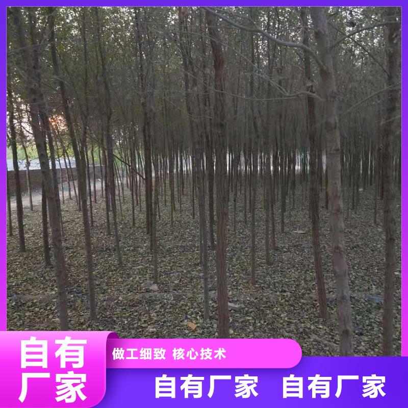 欢迎访问##柿树##厂家