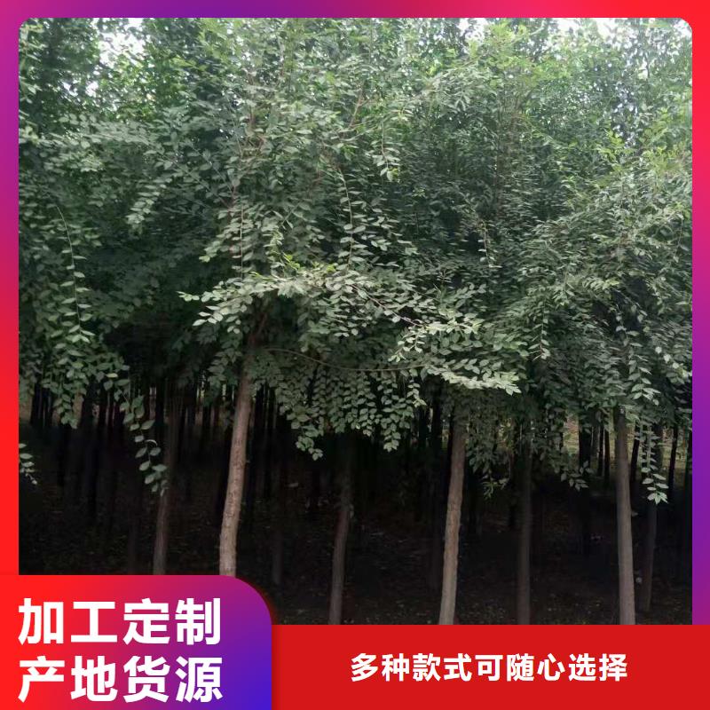 批發柿樹_優質廠家