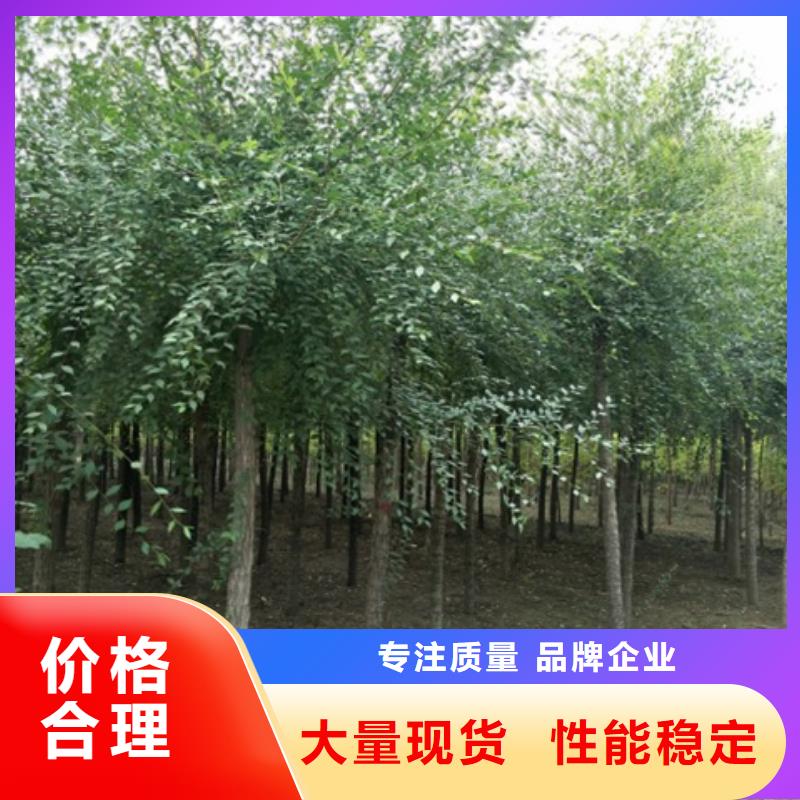 柿樹廠銷價優(yōu)