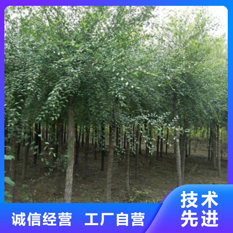柿樹公司-價格