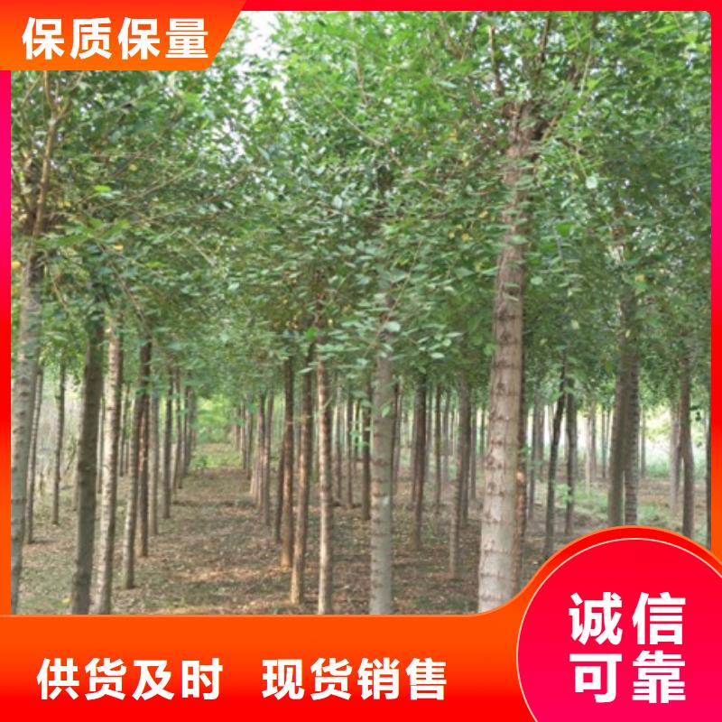柿樹質量好的廠家