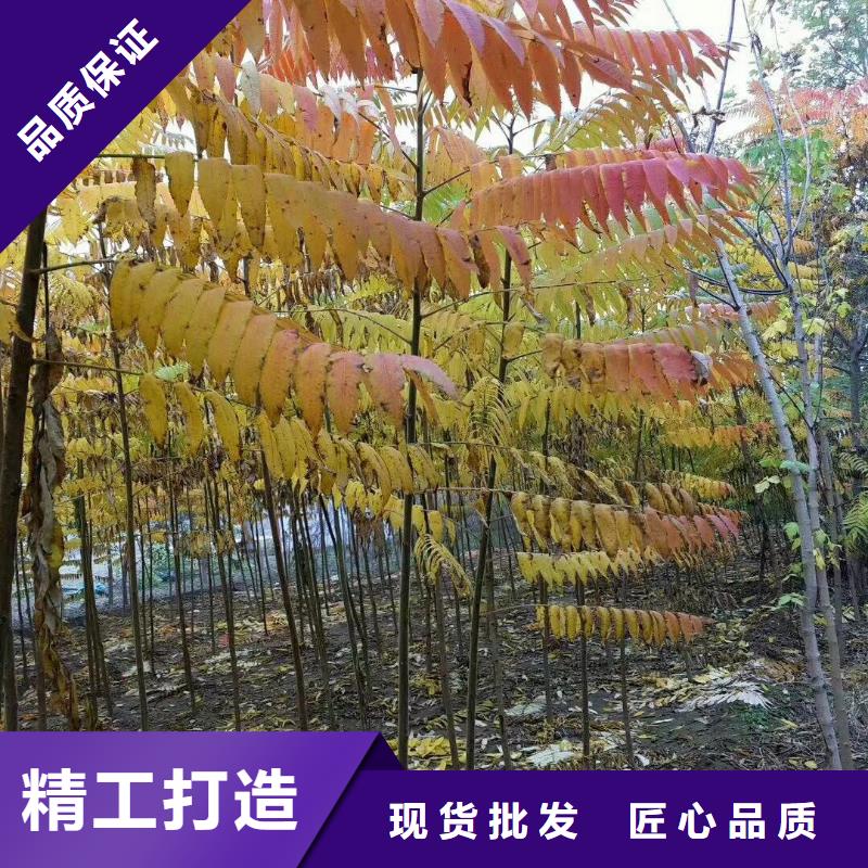 柿樹廠銷價優(yōu)