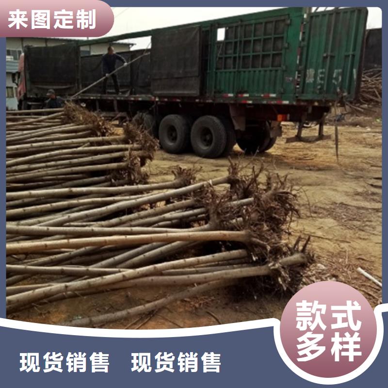 柿树可零售