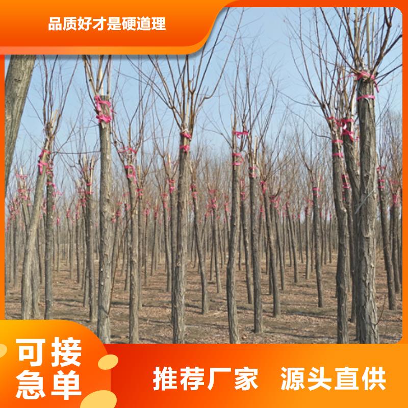 紅花槐量大價優
