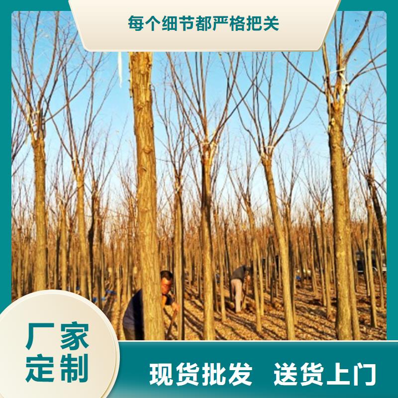 紅花槐、紅花槐現貨直銷