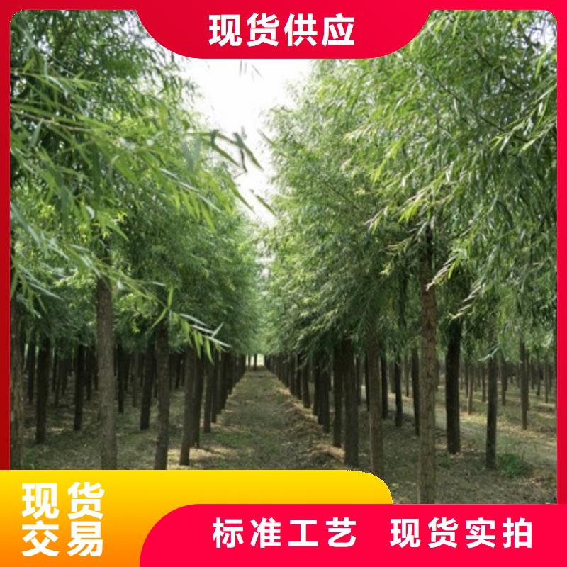 速生柳批發零售-定做_博野鑫榮苗圃場