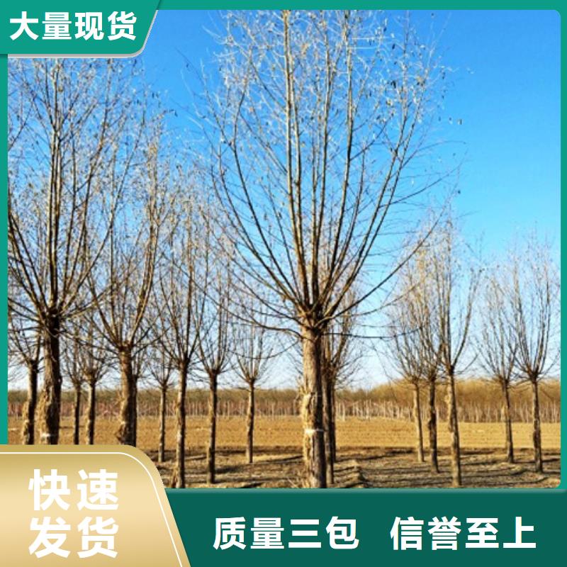 速生柳_量身定制