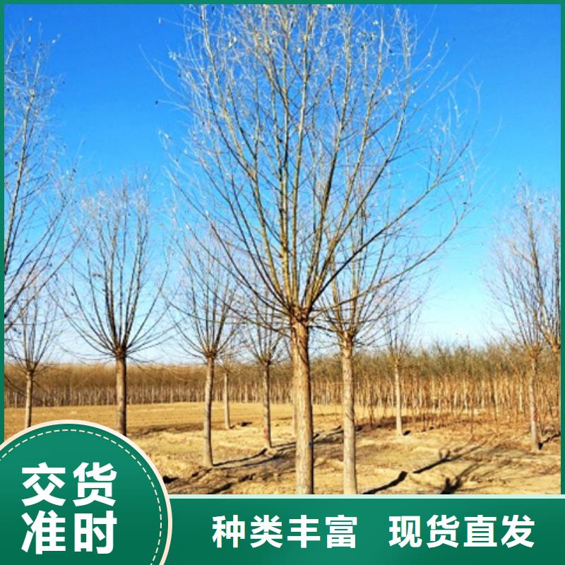 速生柳設計施工