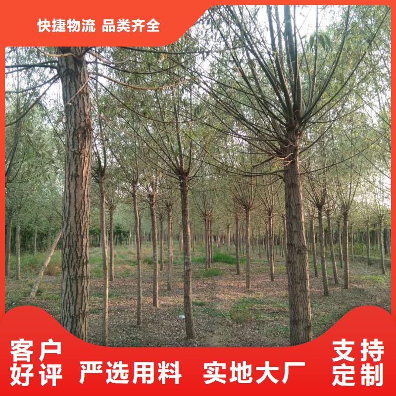 速生柳品質經得起考驗