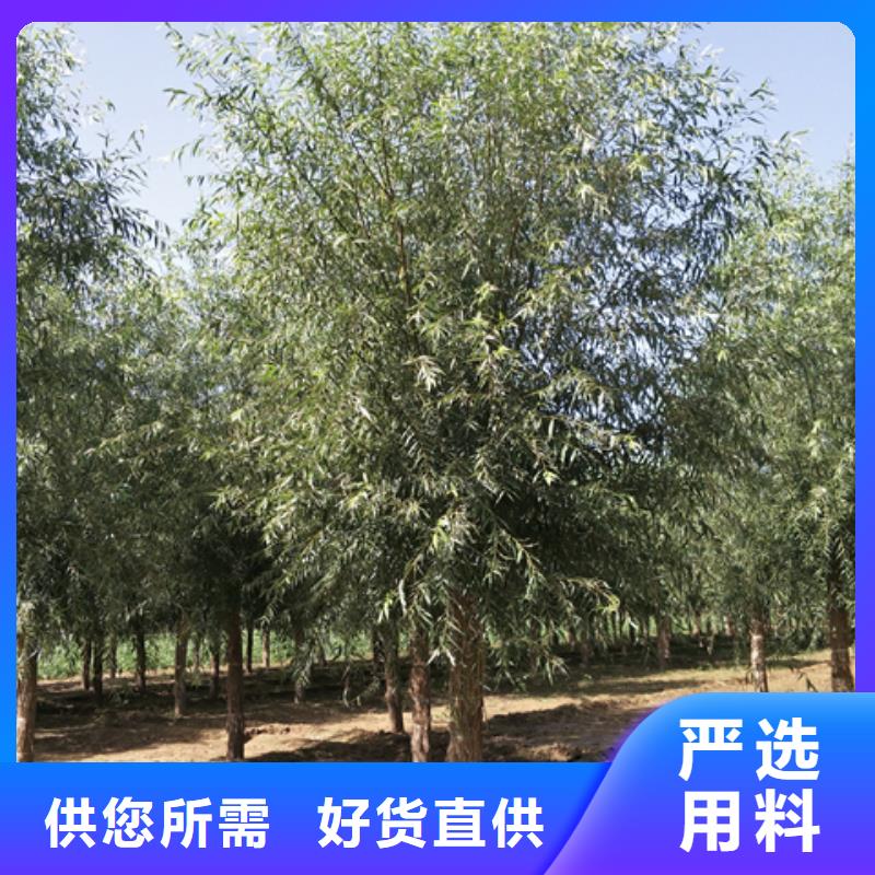 速生柳总代直销