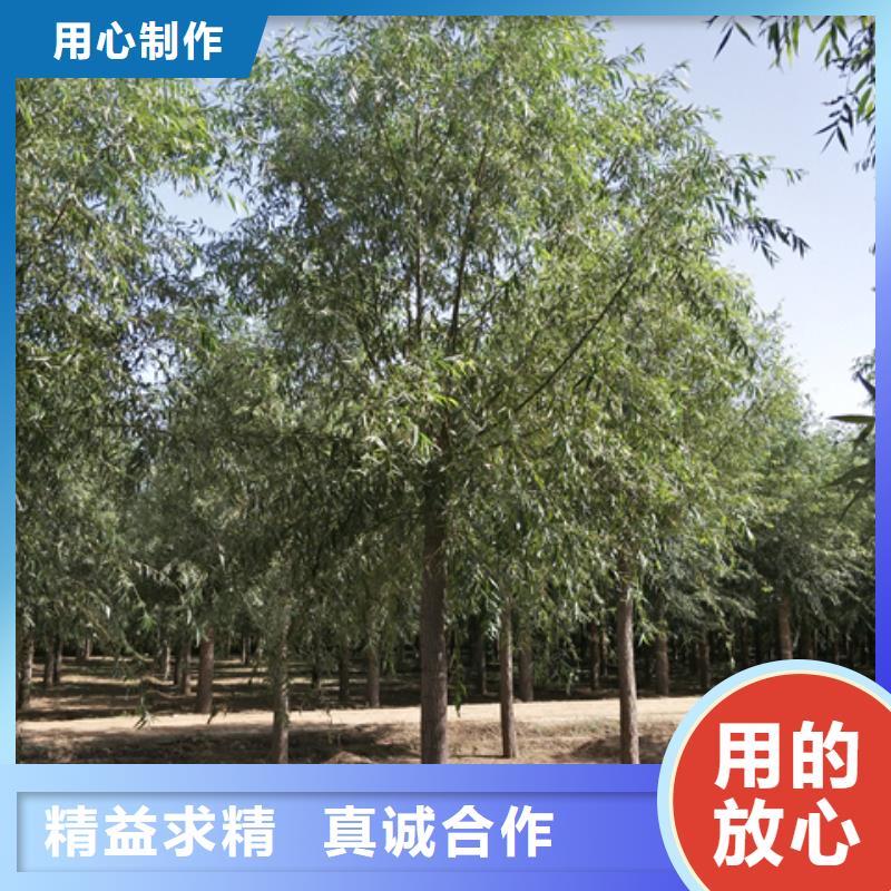 速生柳_量身定制