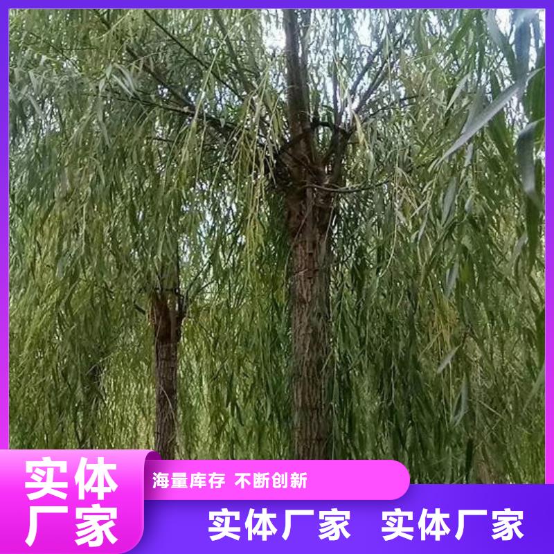 垂柳現(xiàn)貨直發(fā)