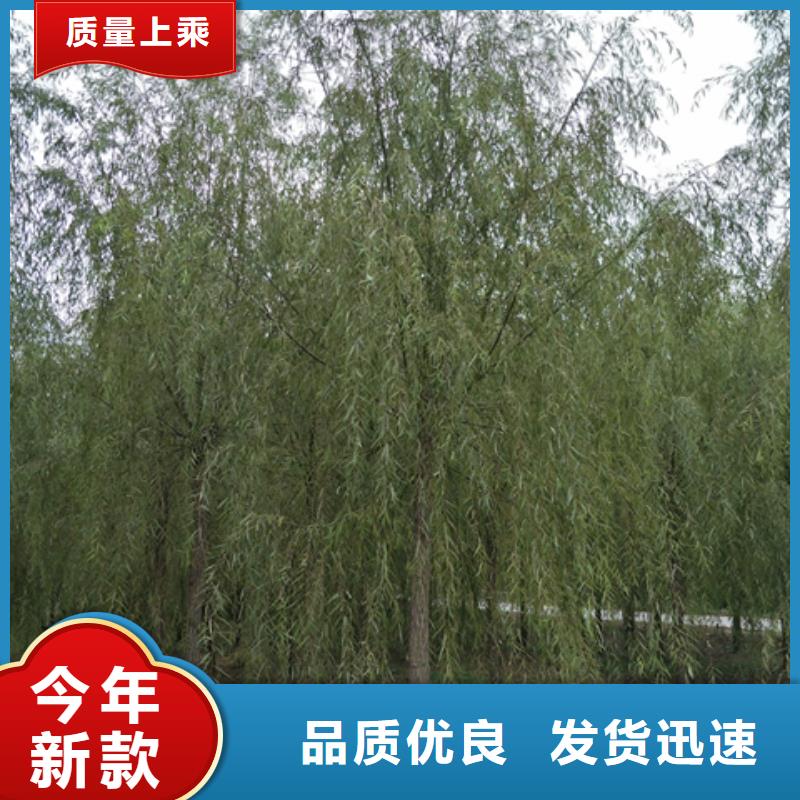 垂柳-買貴可退