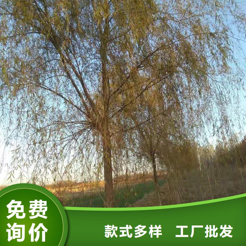 金絲柳-金絲柳實體廠家