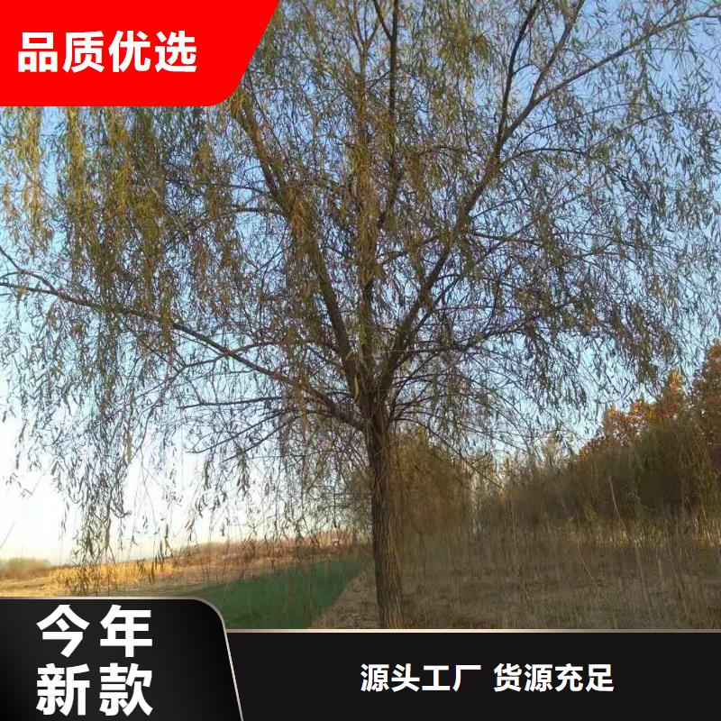 金絲柳全網低價