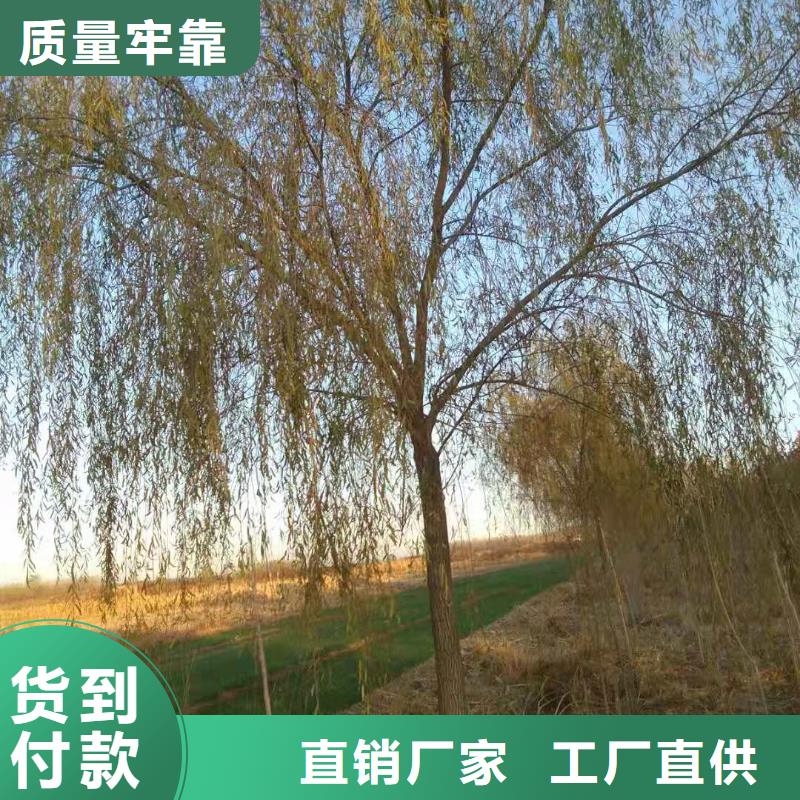 金丝柳-博野鑫荣苗圃场