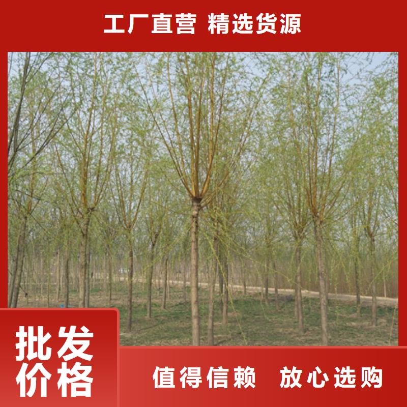 賣金絲柳的基地