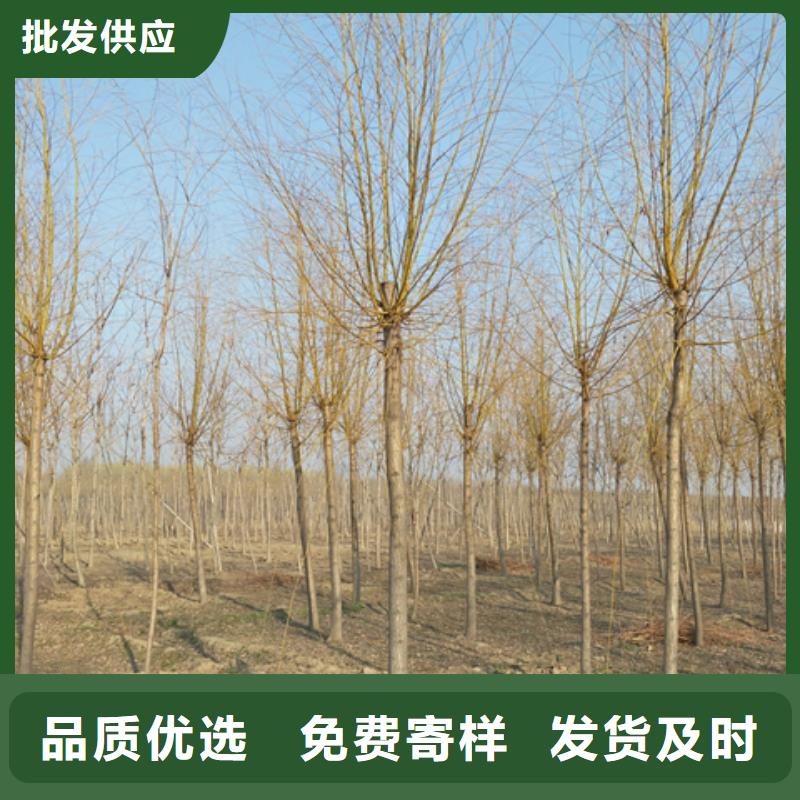 金絲柳大量供應(yīng)