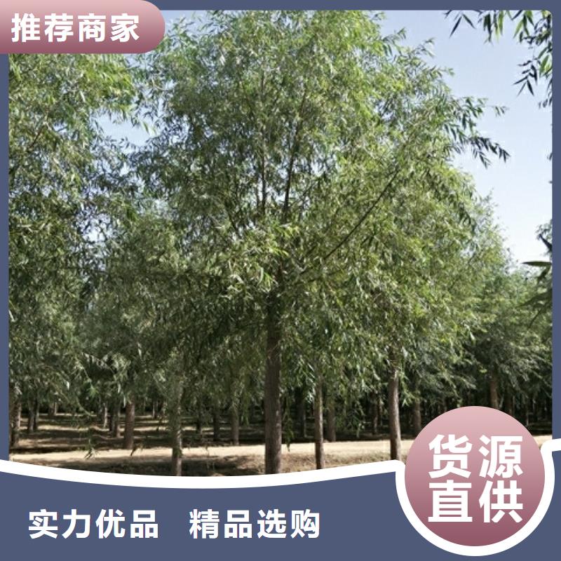 饅頭柳免費(fèi)拿樣