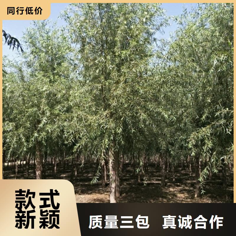 找饅頭柳廠家選博野鑫榮苗圃場