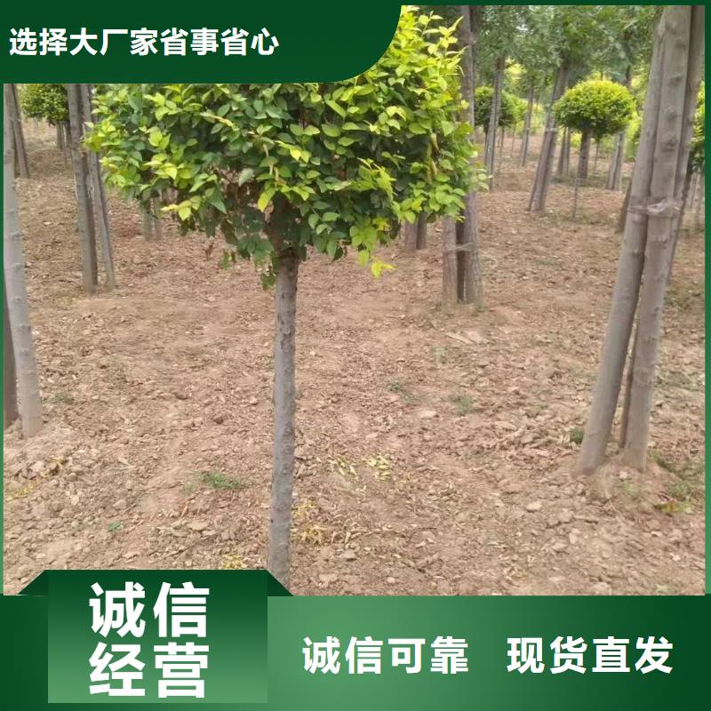 金葉榆出廠價