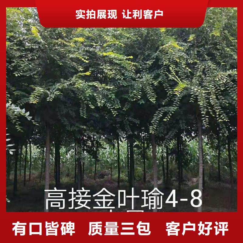 可靠的金葉榆生產(chǎn)廠家