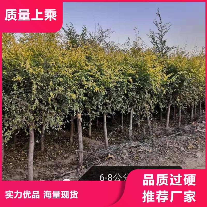 金葉榆個性化定制
