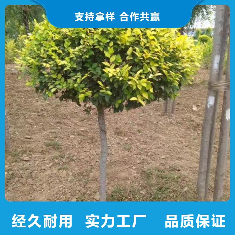金葉榆廠家直銷-老顧客喜愛