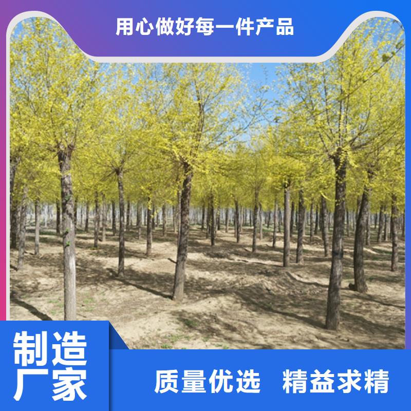金葉榆免費定制