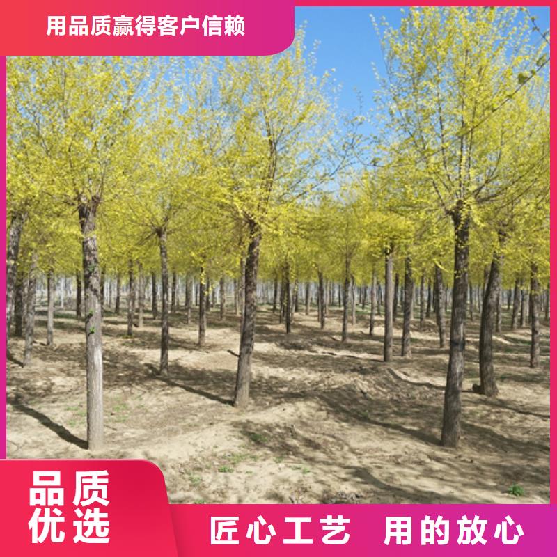 金葉榆、金葉榆生產(chǎn)廠家-價(jià)格實(shí)惠