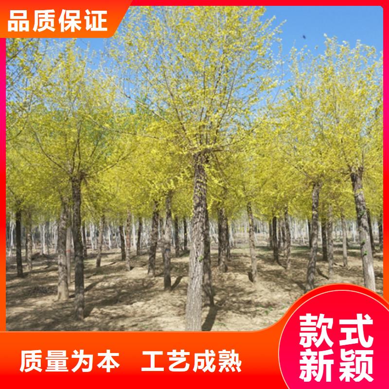 金葉榆、金葉榆生產(chǎn)廠家-價(jià)格實(shí)惠