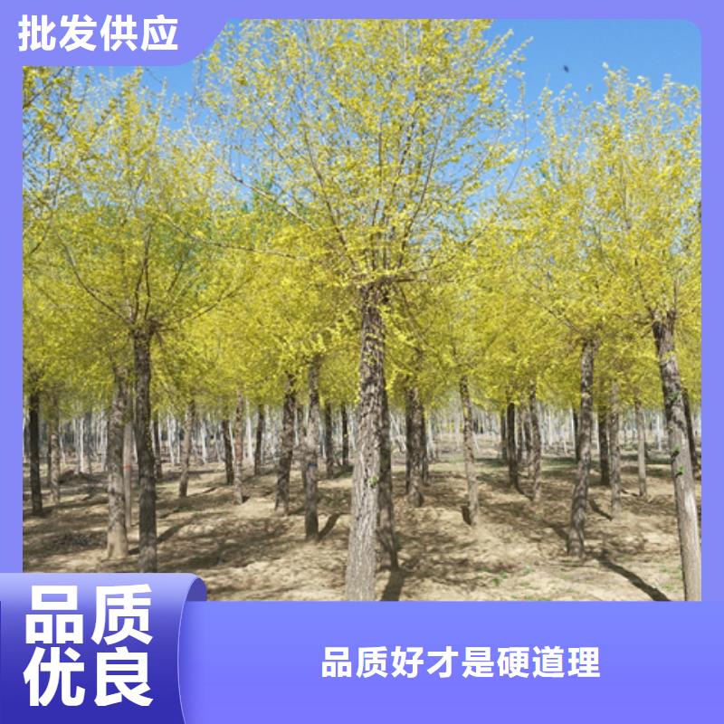 金葉榆-來(lái)電訂購(gòu)