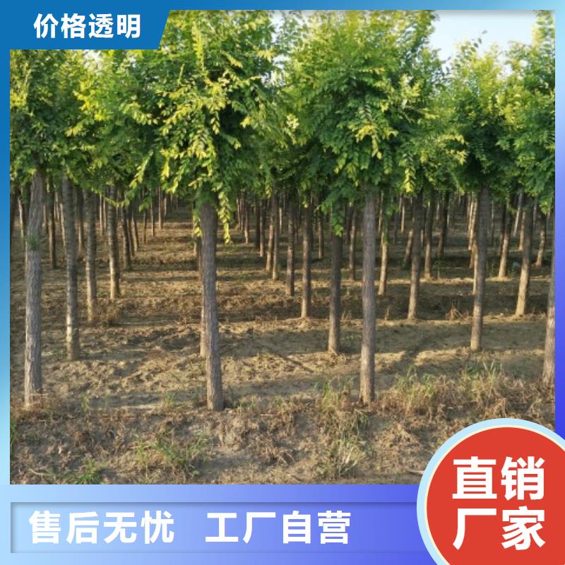 定制金葉榆公司
