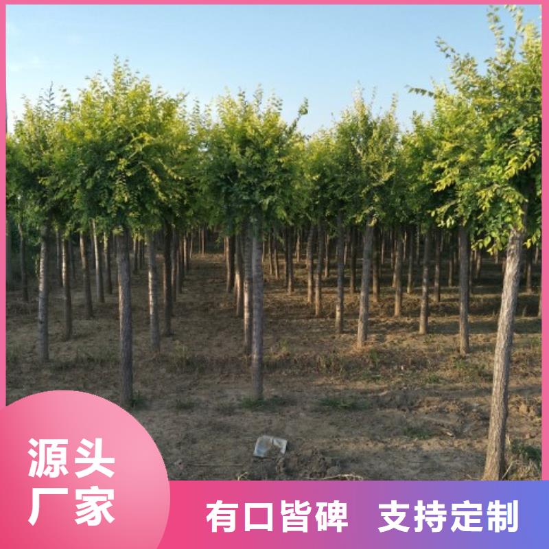 價格合理的金葉榆供應商