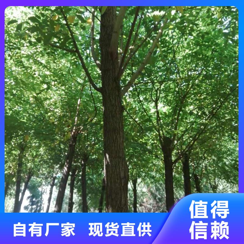 洋槐廠家-認(rèn)準(zhǔn)博野鑫榮苗圃場