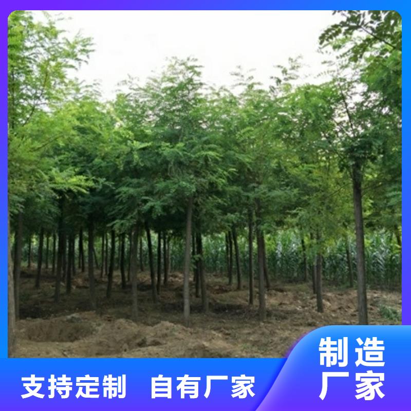 有现货的洋槐品牌厂家