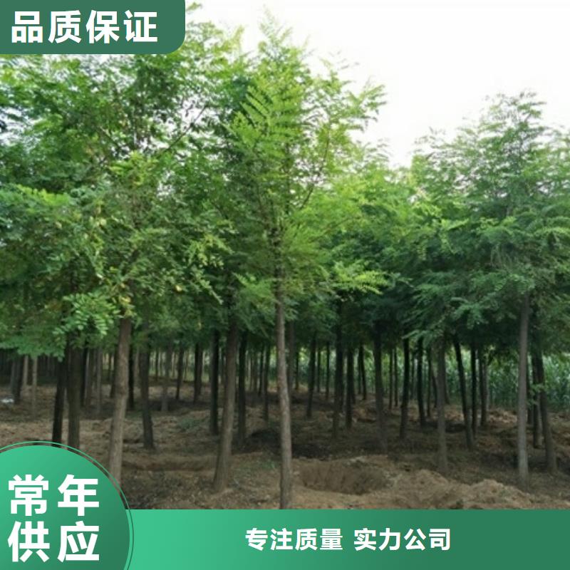 洋槐厂家直销-找博野鑫荣苗圃场