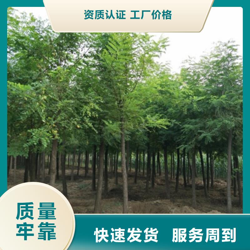 洋槐實體生產廠家