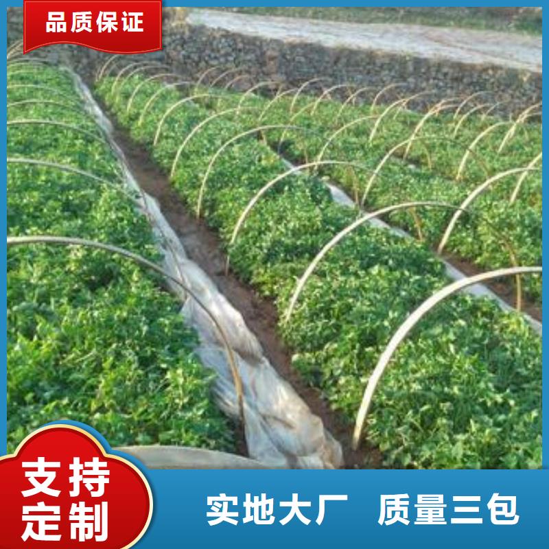 红薯苗种植基地