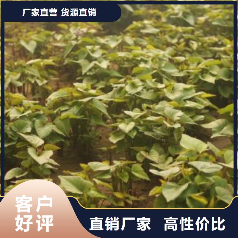 红薯苗种植基地