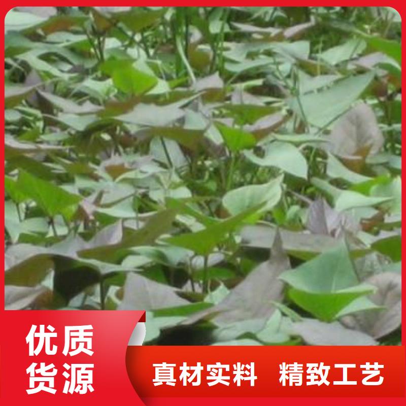 找紫薯苗【无中间商】