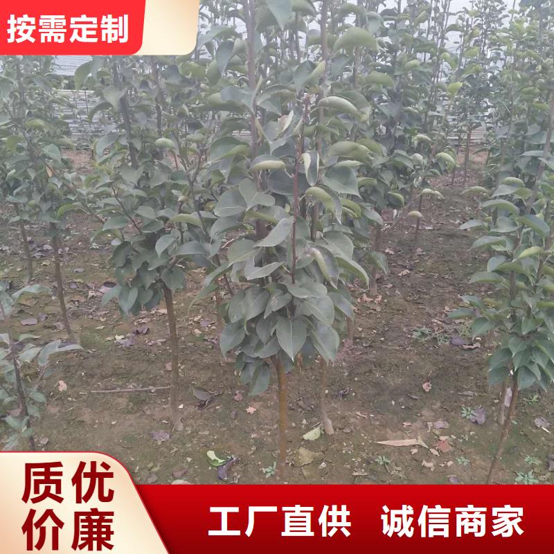 推荐：梨树苗厂家批发